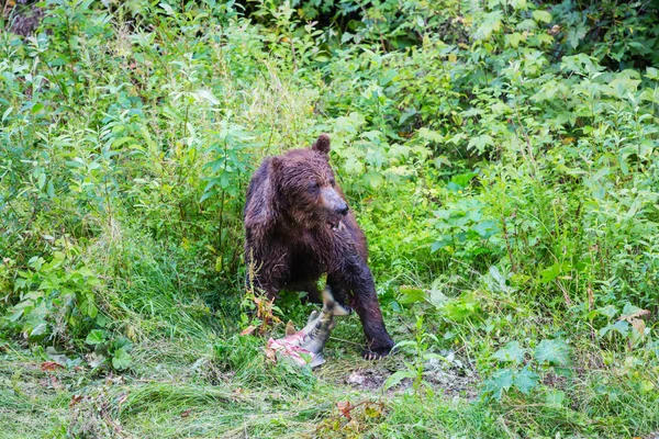 Ładny czarny niedźwiedź — Zdjęcie stockowe