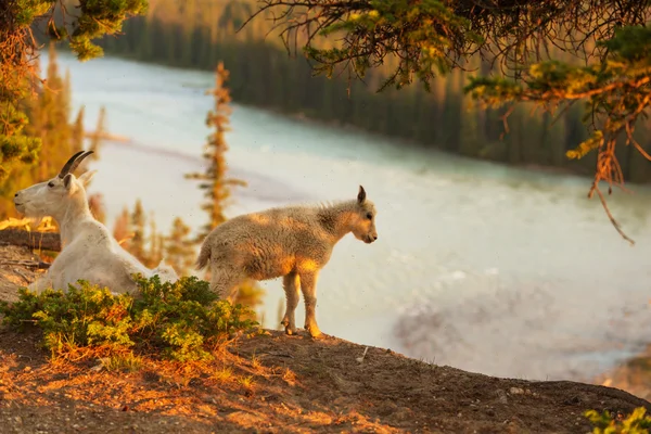 Wilde Bergziegen — Stockfoto