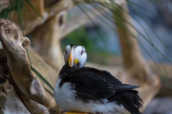 かわいいパフィン ・鳥 — ストック写真