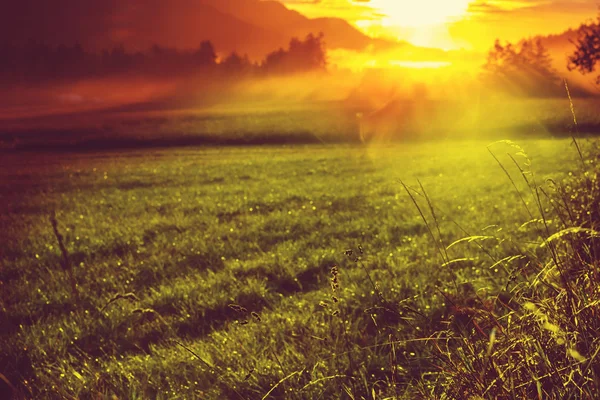 Zonsopgang boven zomer gras — Stockfoto