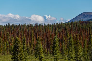Denali (Mckinley) en yüksek