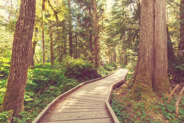 Boardwalk in summer  forest — Stock Photo, Image