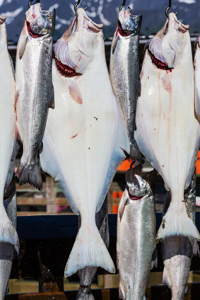 Fresh caught fishes — Stock Photo, Image