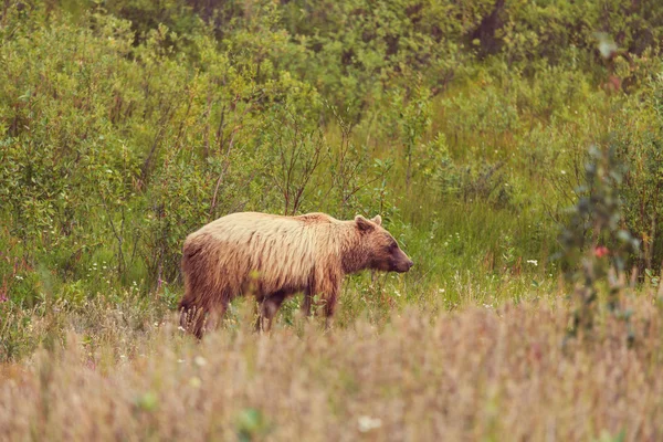 Grizzly bear lopen snelweg — Stockfoto