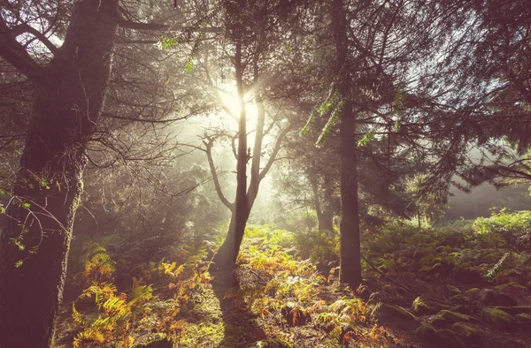 Sommerwald am Morgen — Stockfoto