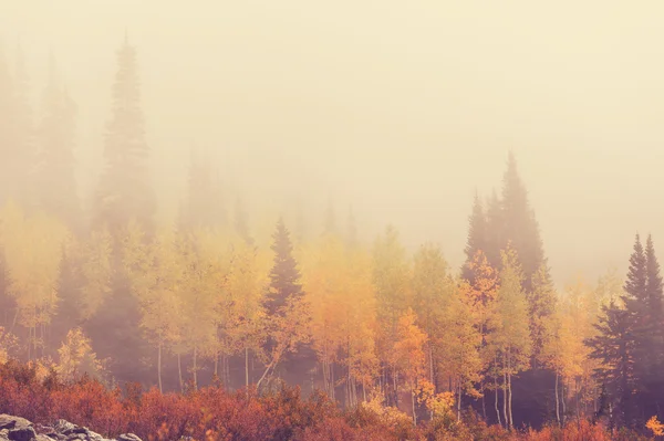 Landschap herfst scène — Stockfoto