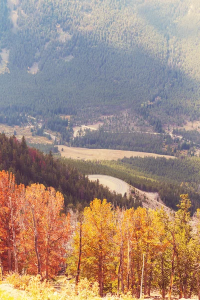 Escena de otoño con árboles —  Fotos de Stock