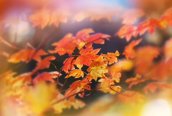 多彩的树叶背景 — 图库照片
