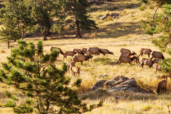 Vahşi Elks sürüsü — Stok fotoğraf