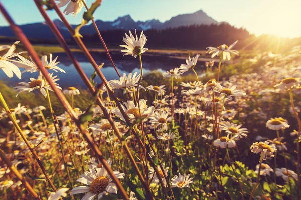 Lindo lago com flores — Fotografia de Stock