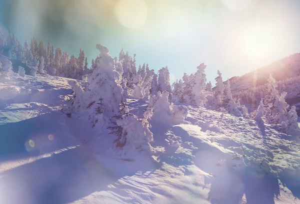 Wschód słońca w górach zimą — Zdjęcie stockowe