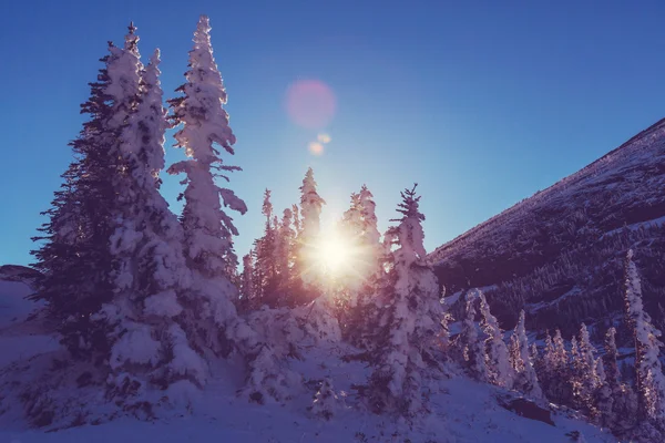 Inverno montanhas árvores — Fotografia de Stock