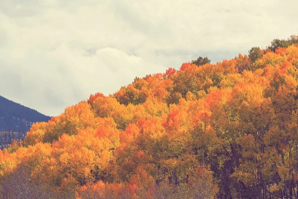 Herfst scène achtergrond — Stockfoto