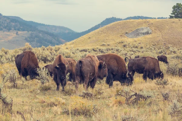 Hjordar av bufflar i Yellowstone — Stockfoto