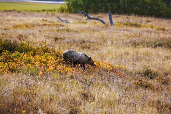 Oso pardo en Canadá — Foto de Stock