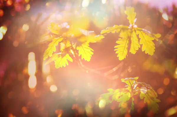 Kleurrijke bladeren in de herfst — Stockfoto