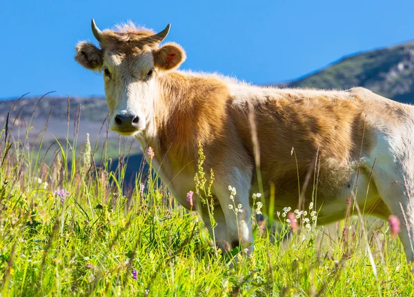 Krowa na zielonej łące — Zdjęcie stockowe