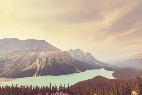 Lago Peyto en el parque nacional Banff — Foto de Stock