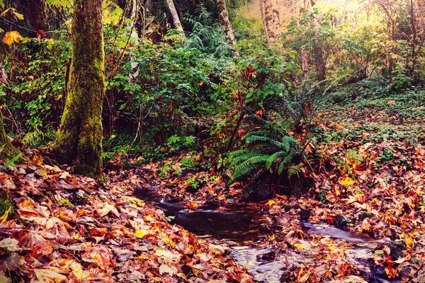 Snelle stroom in het bos — Stockfoto