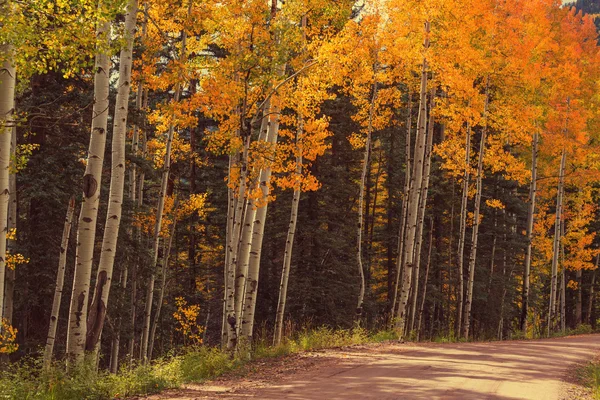 Autumn scene with trees — Stock Photo, Image