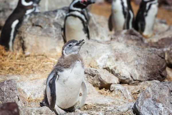 Магеллановы пингвины Патагонии — стоковое фото