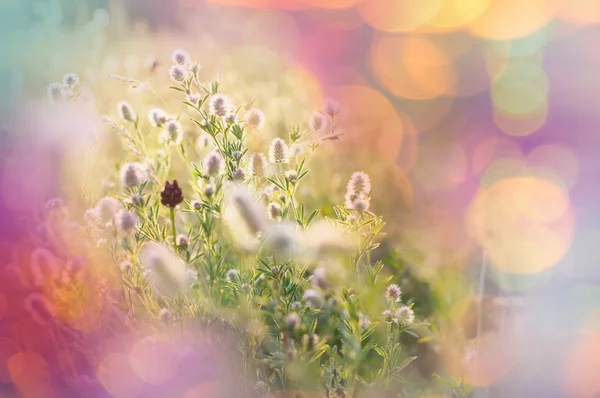 Fiori estivi sul prato — Foto Stock