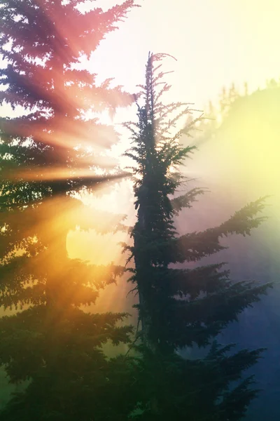 Rayons ensoleillés dans la forêt — Photo