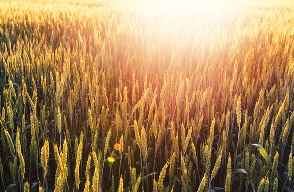 Green Wheat field — Stock Photo, Image