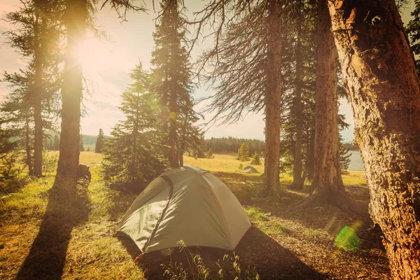 Tenda nella foresta estiva — Foto Stock