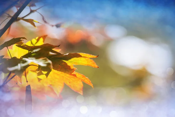 Colourful leaves in autumn — Stock Photo, Image