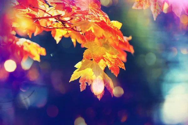 Hojas coloridas en otoño — Foto de Stock