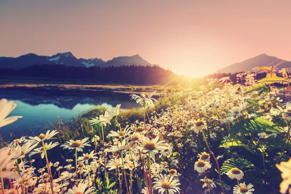 Dağ çayır chamomiles ile — Stok fotoğraf