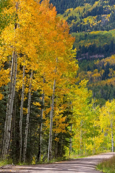 Bosque silvestre en otoño — Foto de Stock