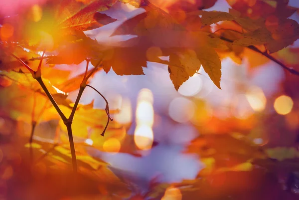 Πολύχρωμα φύλλα το φθινόπωρο — Φωτογραφία Αρχείου
