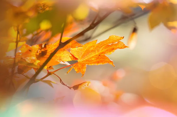 Hojas coloridas en otoño — Foto de Stock