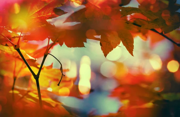 Hojas coloridas de otoño — Foto de Stock