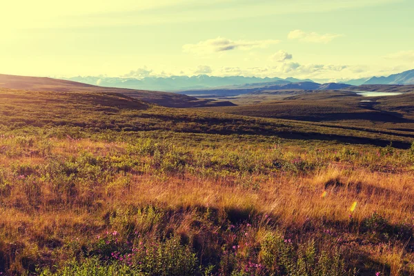 Paisagem de tundra polar — Fotografia de Stock