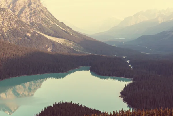 Peyto sjö i Banff nationalpark — Stockfoto