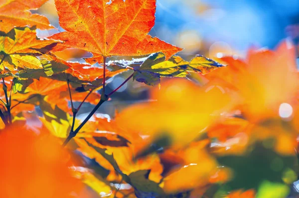 Hojas coloridas de otoño — Foto de Stock