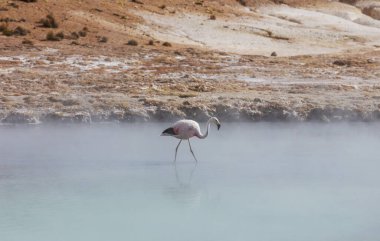 Flamingolar Altiplano, Güney Amerika 'da uçuyor
