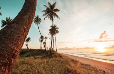 Brezilya 'nın tropik plajlarındaki güzel yaz manzaraları. Tatil arkaplanı.