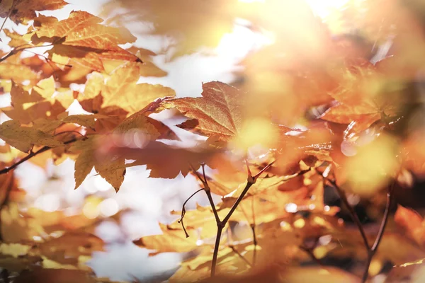 Hojas coloridas de otoño — Foto de Stock