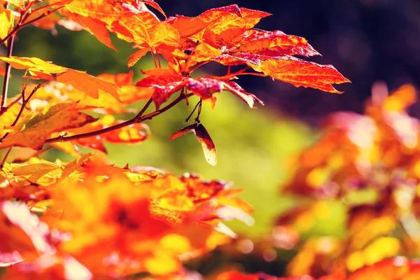 Hojas coloridas de otoño —  Fotos de Stock