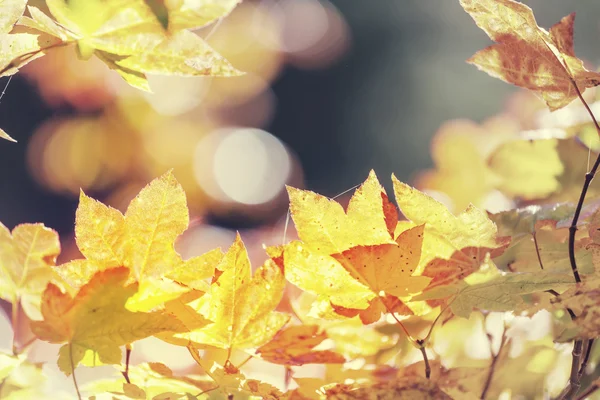 色彩缤纷的秋天的树叶 — 图库照片