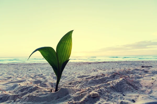 Palmier sur une plage — Photo