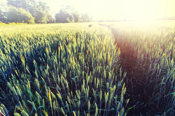 Sunshine buğday alanında — Stok fotoğraf