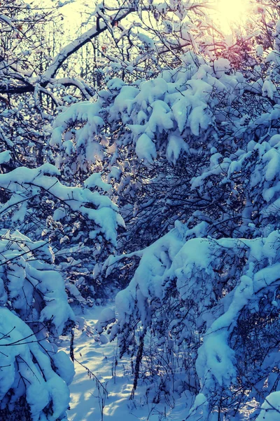 Foresta innevata in inverno — Foto Stock