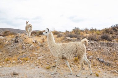 Güney Amerika, Peru 'da çayırdaki lama