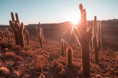 Şili, Altiplano 'daki dev kaktüs ormanı Kuzey Şili, Atacama bölgesi, Güney Amerika' daki gerçeküstü doğal manzaralar.