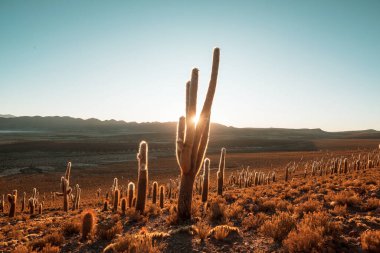 Şili, Altiplano 'daki dev kaktüs ormanı Kuzey Şili, Atacama bölgesi, Güney Amerika' daki gerçeküstü doğal manzaralar.